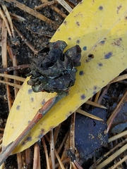 Rabdophaga rosaria