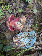 Rubroboletus pulcherrimus