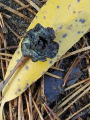 Rabdophaga rosaria