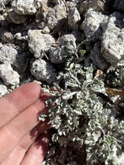 Artemisia arbuscula