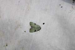 Leuconycta diphteroides