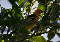 Icterus pectoralis