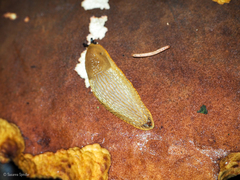 Arion intermedius