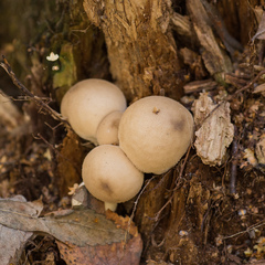 Apioperdon pyriforme