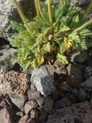 Papaver radicatum radicatum
