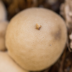 Apioperdon pyriforme