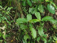 Ficus benguetensis