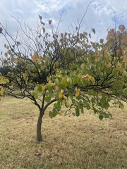 Cercis canadensis