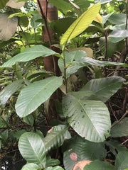 Dillenia suffruticosa