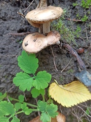 Cyclocybe erebia