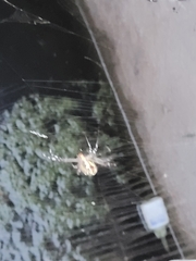 Cryptachaea gigantipes