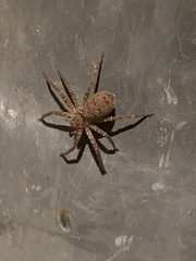 Heteropoda