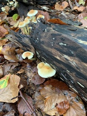 Hypholoma capnoides