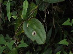 Smilax bracteata