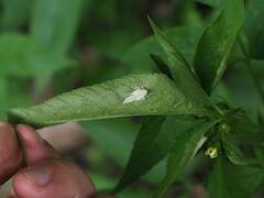 Bothrogonia ferruginea