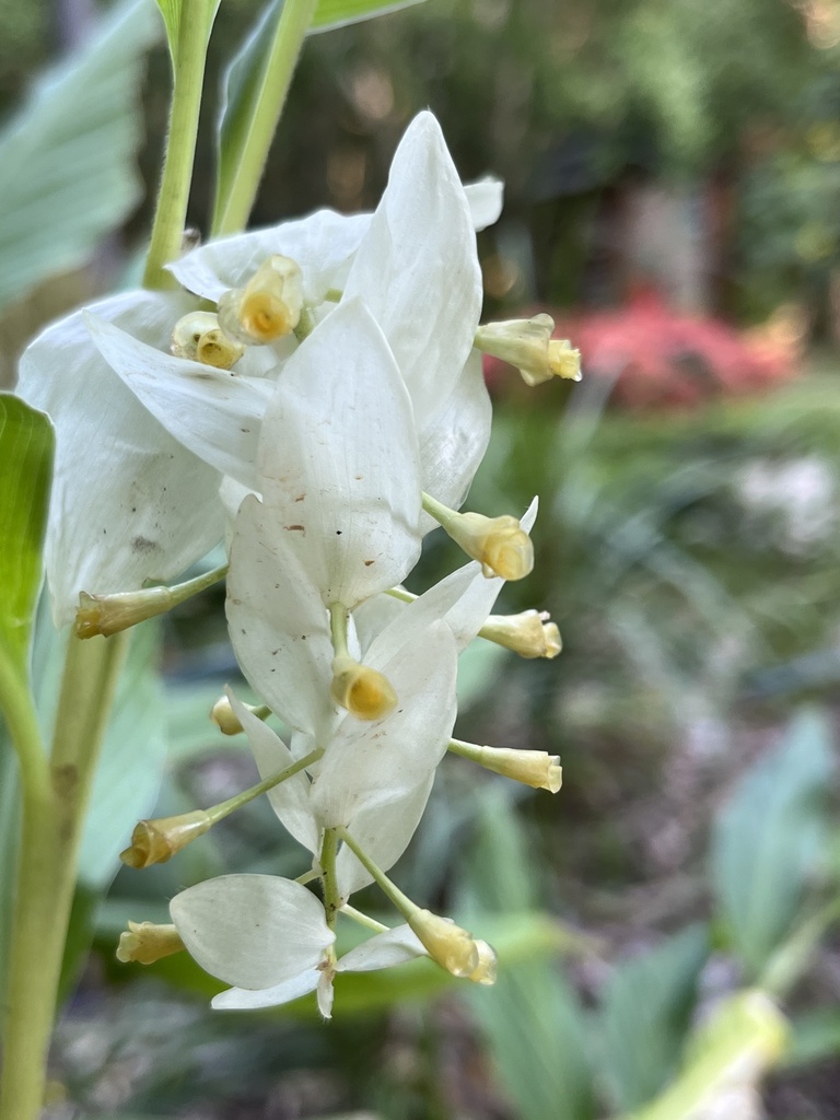 Globba albobracteata (Globba albobracteata)