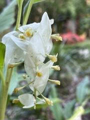 Globba albobracteata