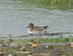 Anas crecca