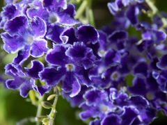 Duranta erecta