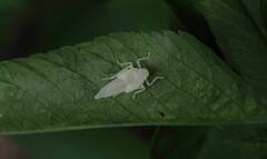 Bothrogonia ferruginea