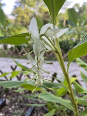 Globba albobracteata