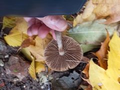Cyclocybe erebia