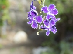 Duranta erecta