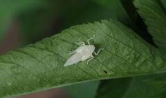 Bothrogonia ferruginea