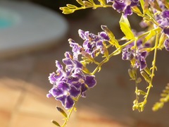 Duranta erecta