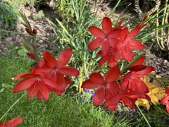Hesperantha coccinea