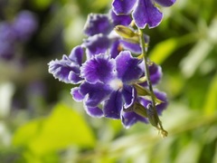 Duranta erecta