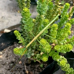 Macynia labiata
