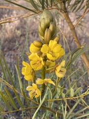 Senna pleurocarpa angustifolia