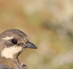 Pteroptochos megapodius
