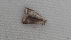 Microcrambus kimballi