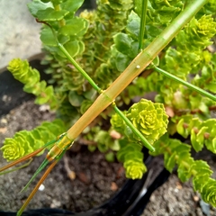Macynia labiata