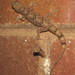 Hemidactylus mabouia - Photo (c) Ricky Taylor,  זכויות יוצרים חלקיות (CC BY-NC), uploaded by Ricky Taylor