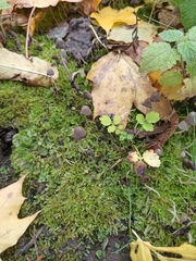 Coprinellus disseminatus