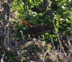 Scelorchilus albicollis