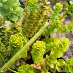 Macynia labiata