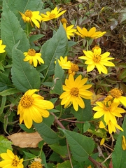 Helianthus tuberosus