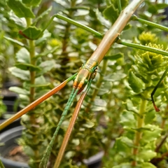 Macynia labiata