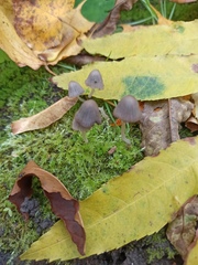 Coprinellus disseminatus