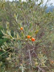 Osyris lanceolata