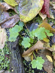 Ranunculus sceleratus