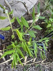 Globba albobracteata