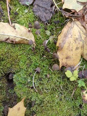 Coprinellus disseminatus