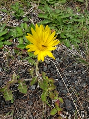 Arctotheca prostrata