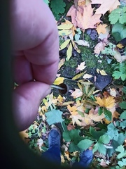 Coprinellus disseminatus