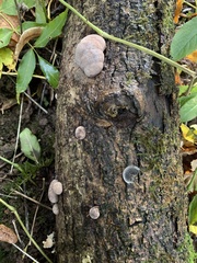 Daldinia concentrica